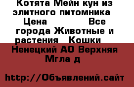 Котята Мейн-кун из элитного питомника › Цена ­ 20 000 - Все города Животные и растения » Кошки   . Ненецкий АО,Верхняя Мгла д.